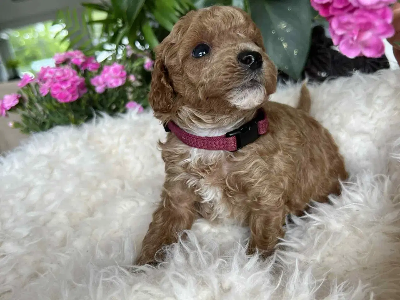 Billede 10 - Maltipoo tæve 