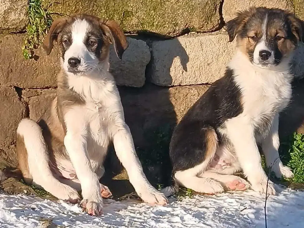 Billede 10 - Dax søger sin første familie