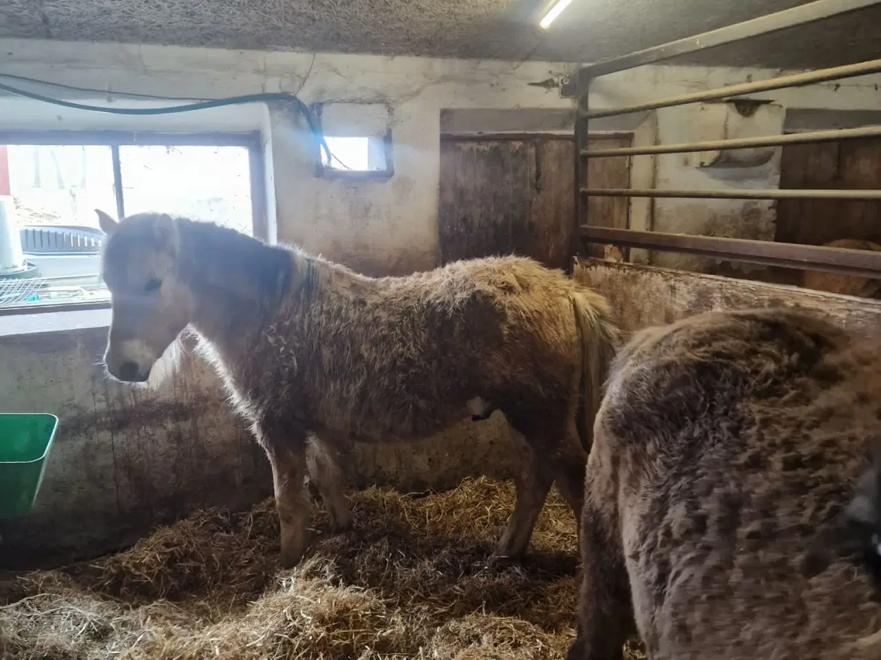 Billede 4 - Hoppe og hingsteplag sælges.