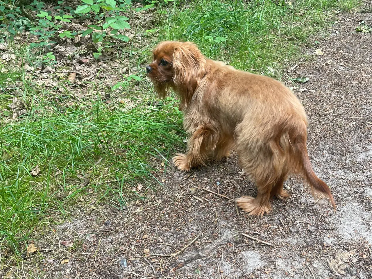 Billede 4 - Fannie 6 år