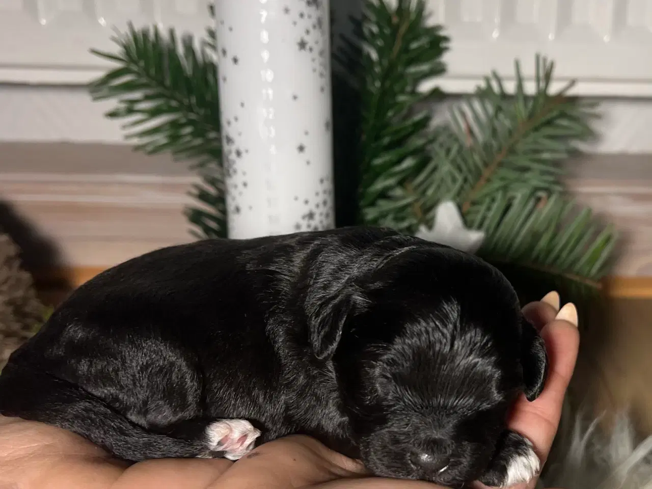 Billede 9 - Cavapooo