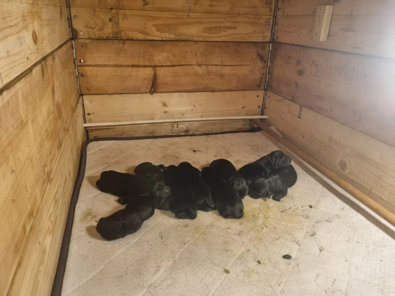Billede 3 - Formel 1 labrador 