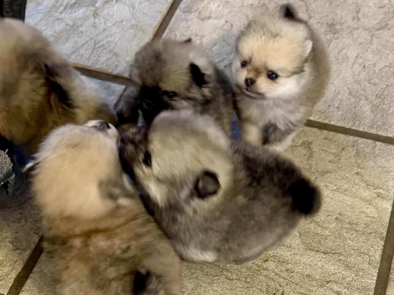 Billede 1 - Pomeranian 