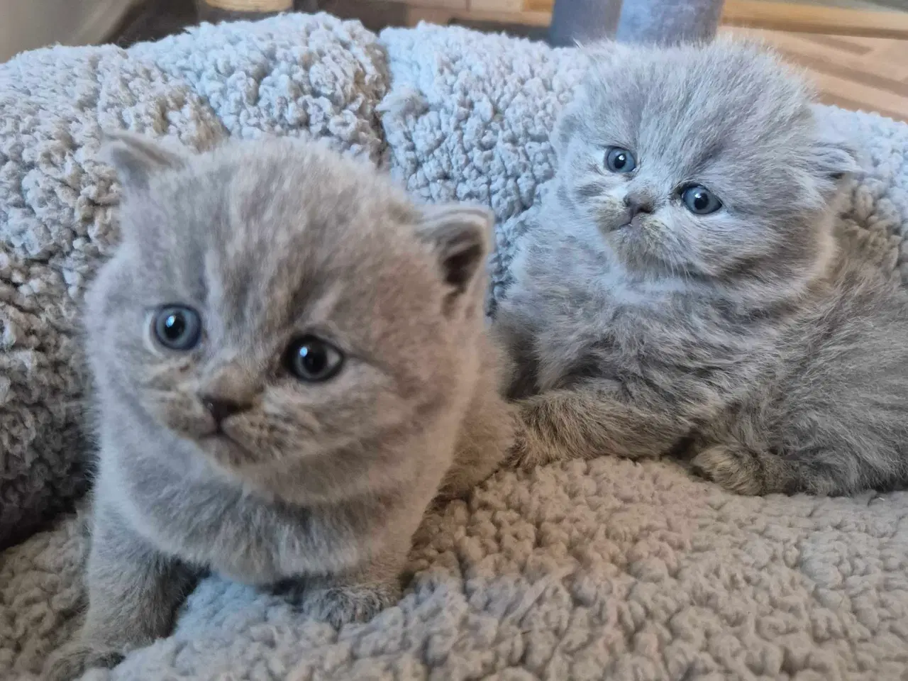 Billede 8 - 🐾 British Shorthair killinger 