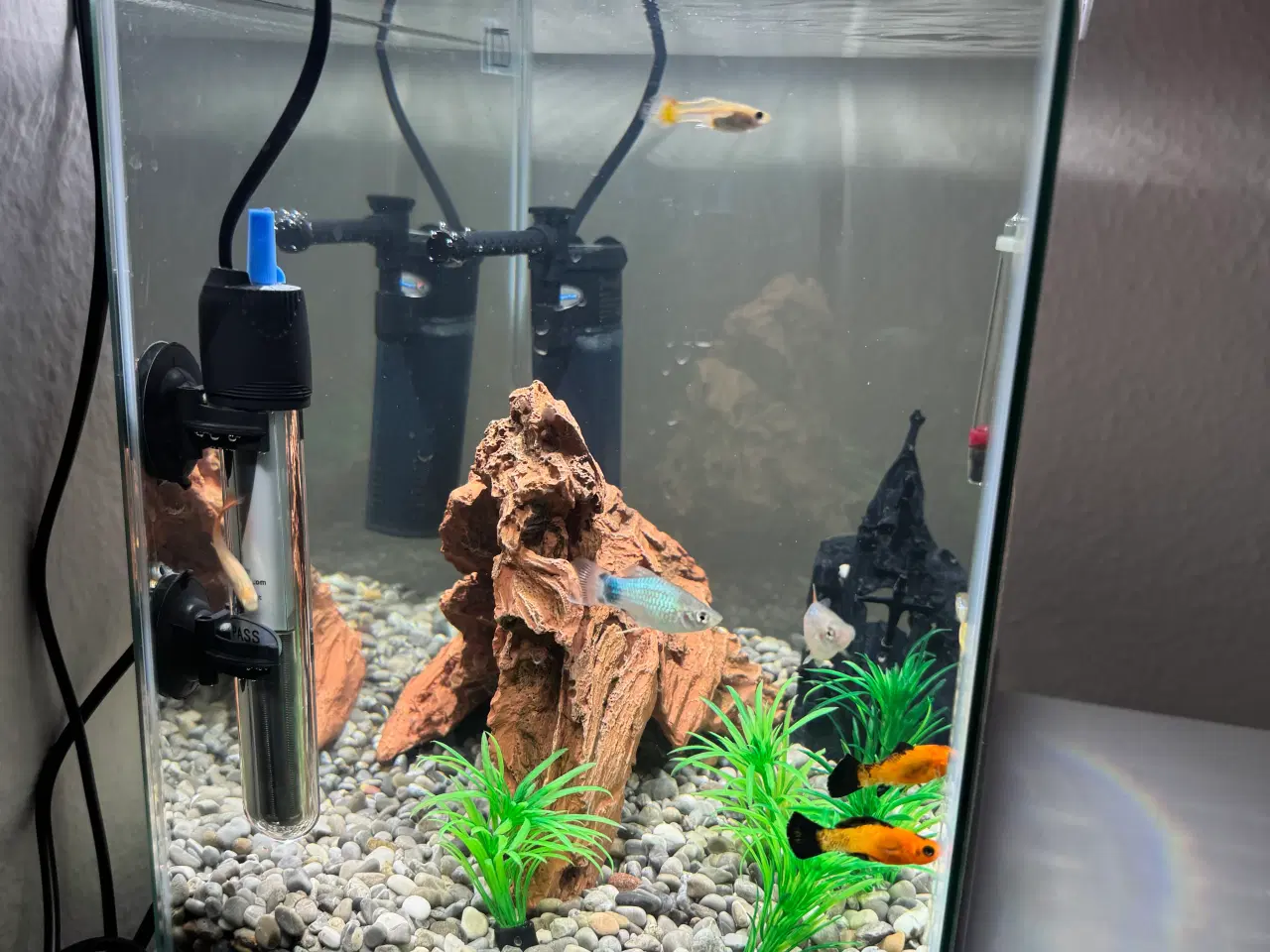 Billede 4 - Akvarie med fisk