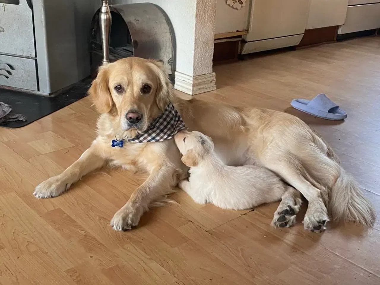 Billede 5 - Golden retriever hvalpe
