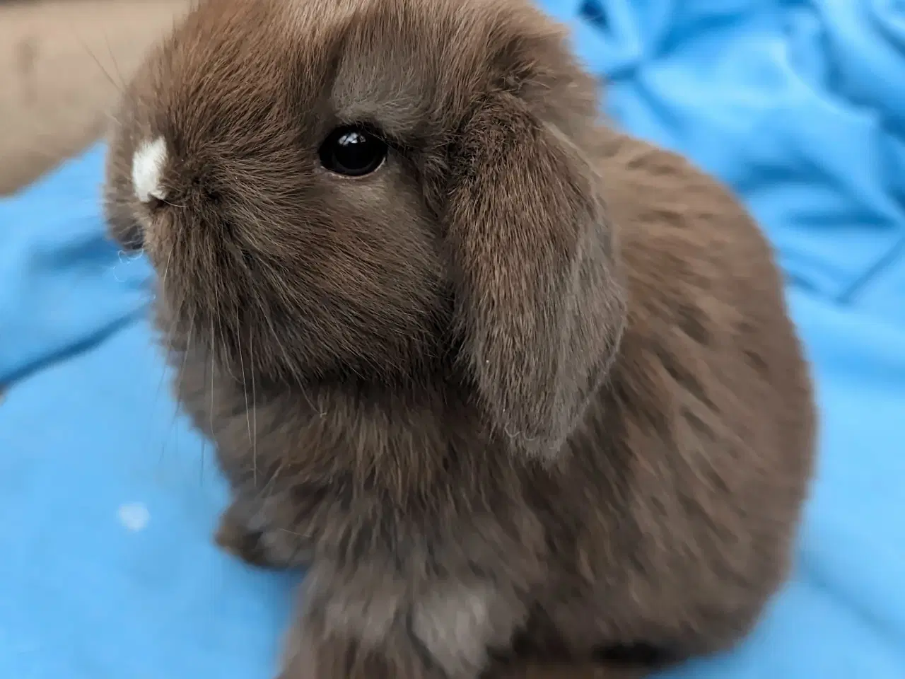 Billede 1 - Minilop kaninunge sælges
