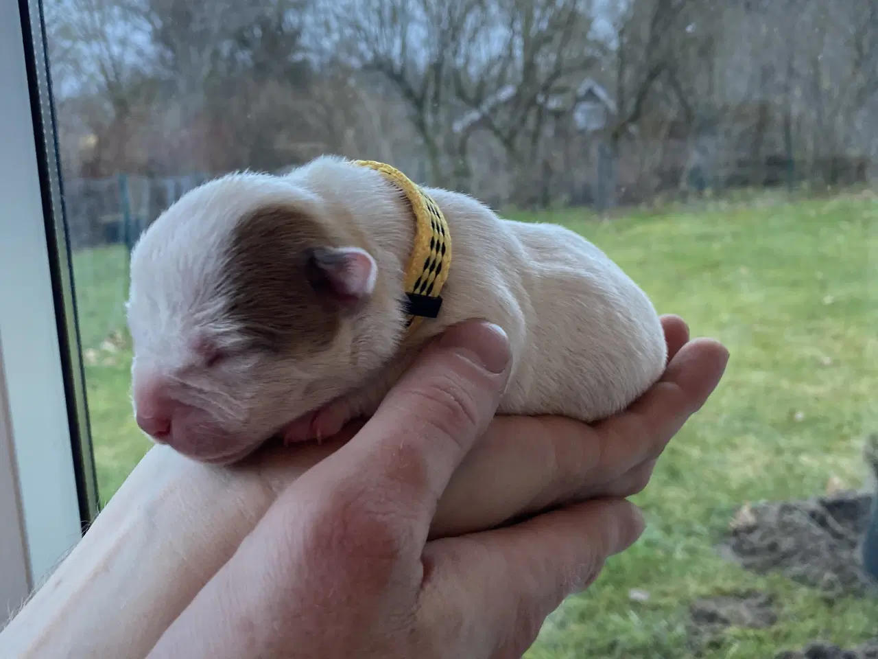 Billede 5 - American bully