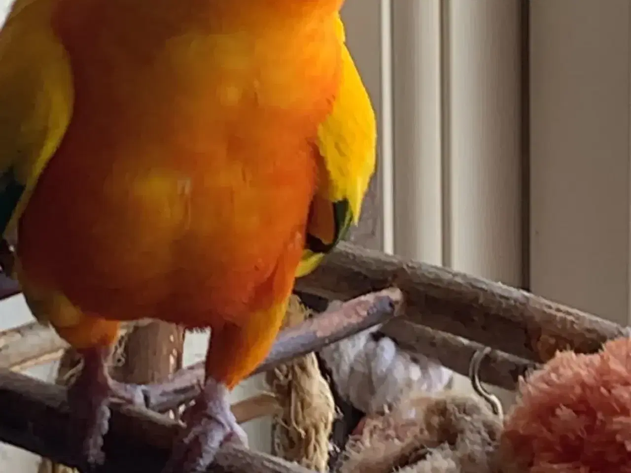 Billede 4 - Sol conurre