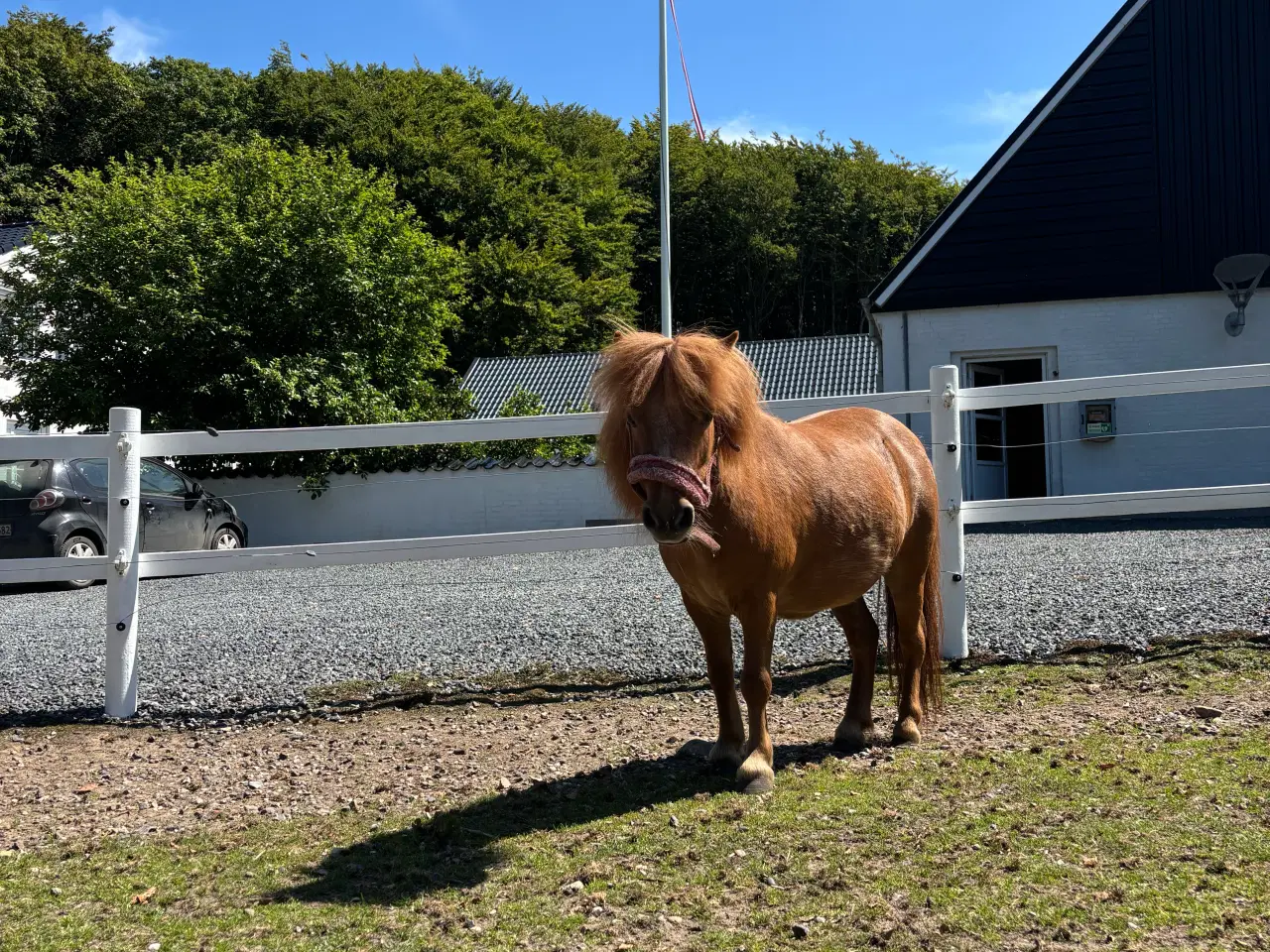 Billede 2 - Shetlands pony sælges 