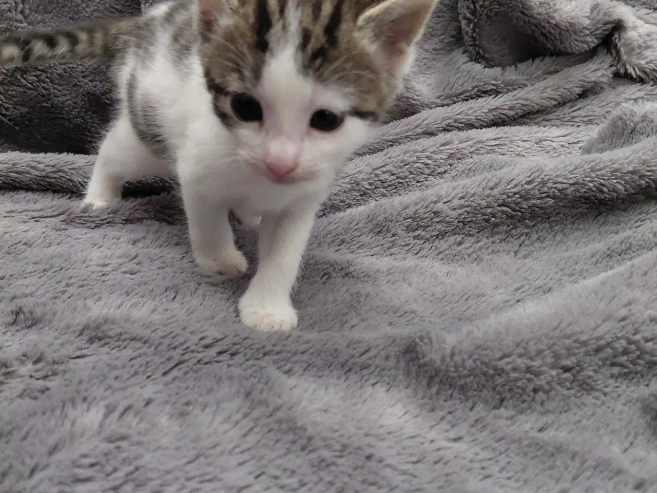 Billede 2 - 3 Hun Killinger Til Salg.