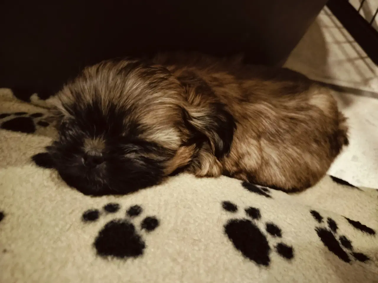 Billede 5 - Shih Tzu hvalp