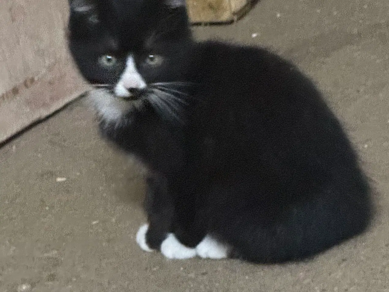 Billede 4 - Smukke killinger 