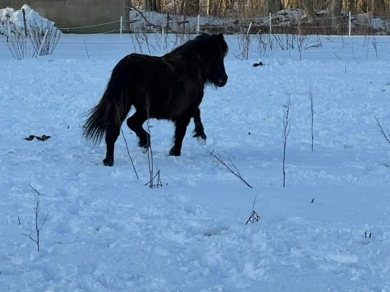 Billede 2 - Shetlænder vallak 