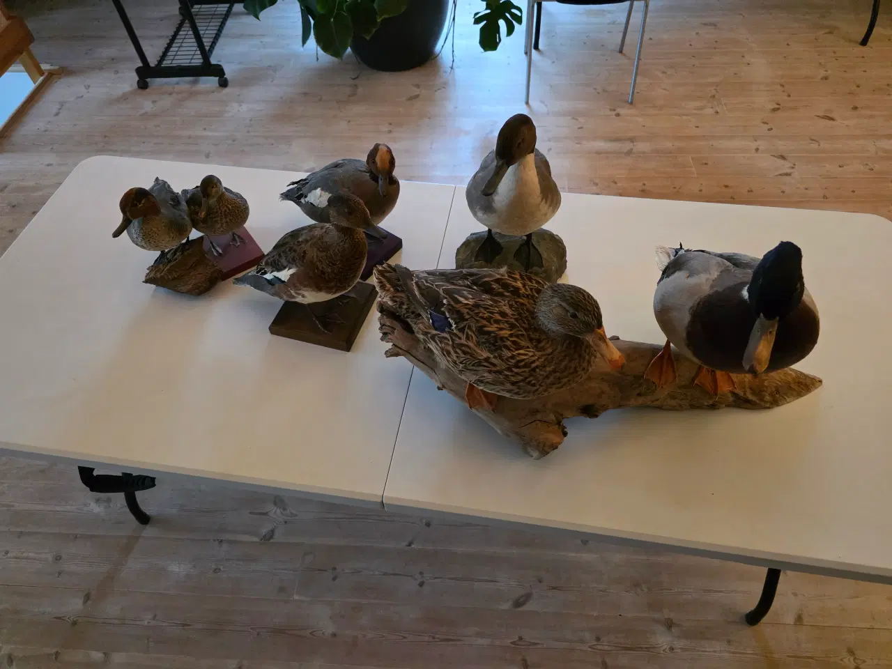 Billede 1 - Svømmeænder sælges samlet eller hver for sig