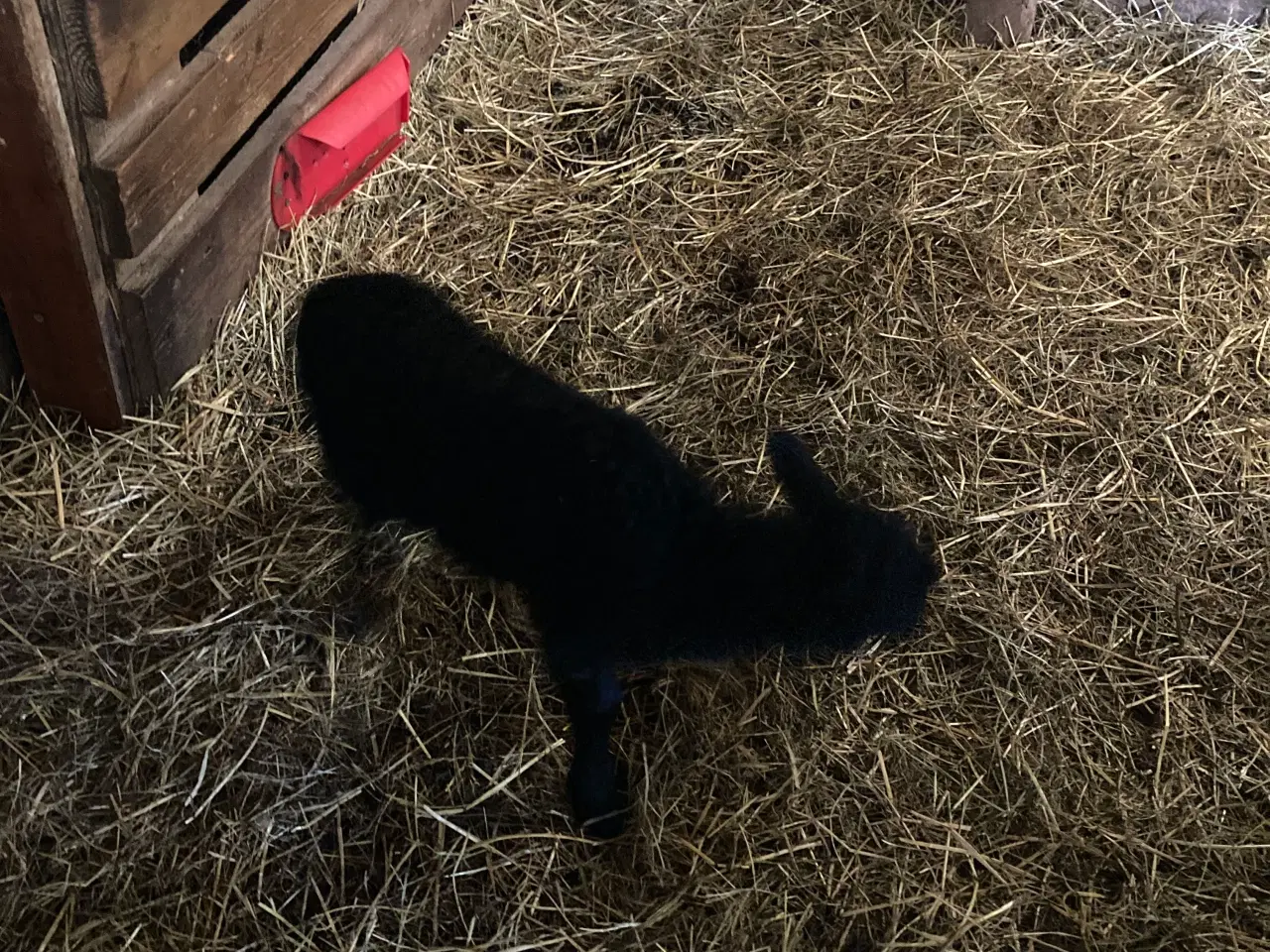 Billede 3 - To gimmer lam Spælsau