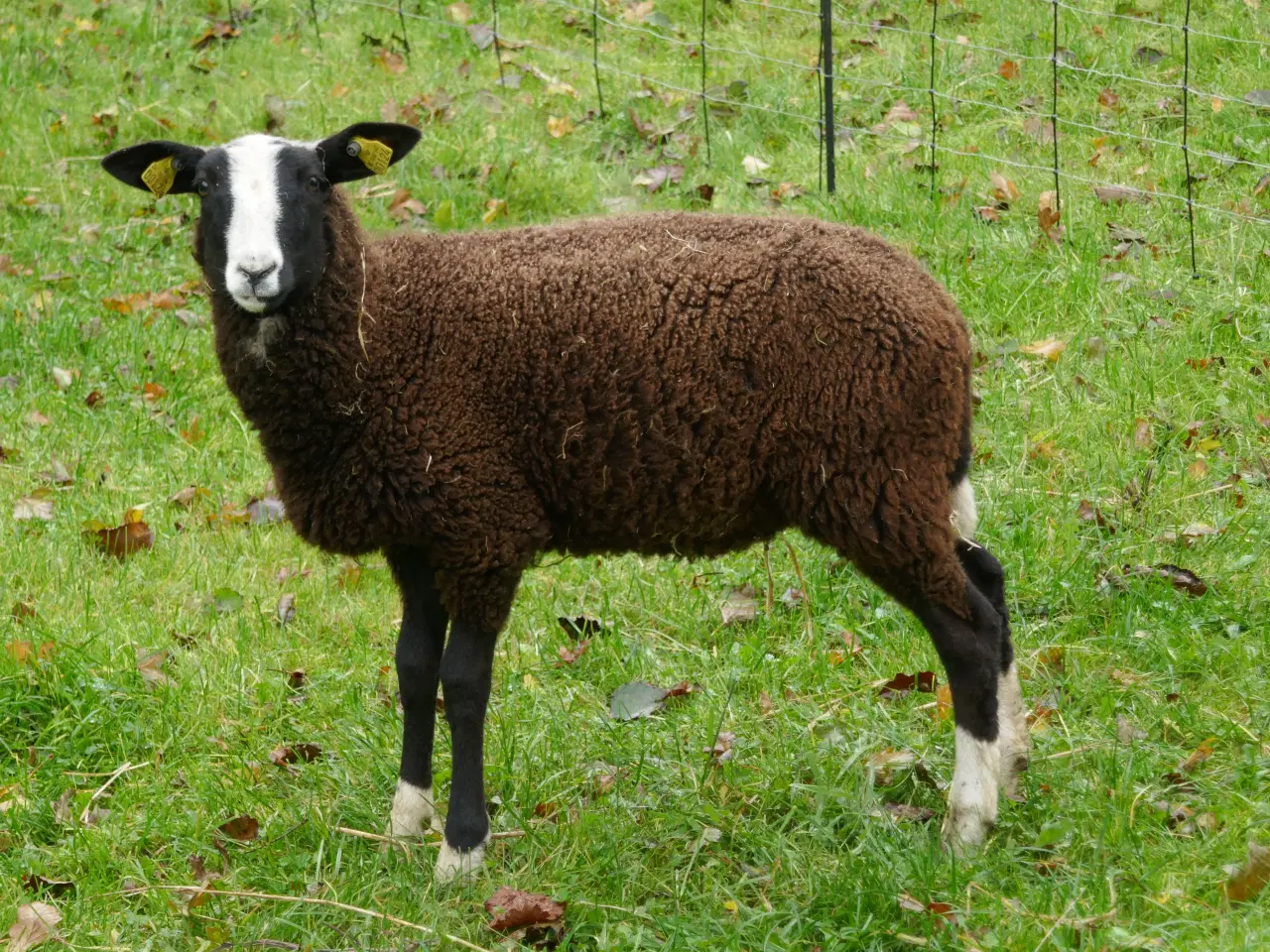 Billede 1 - Zwartbles piger, m3, vaccinerede