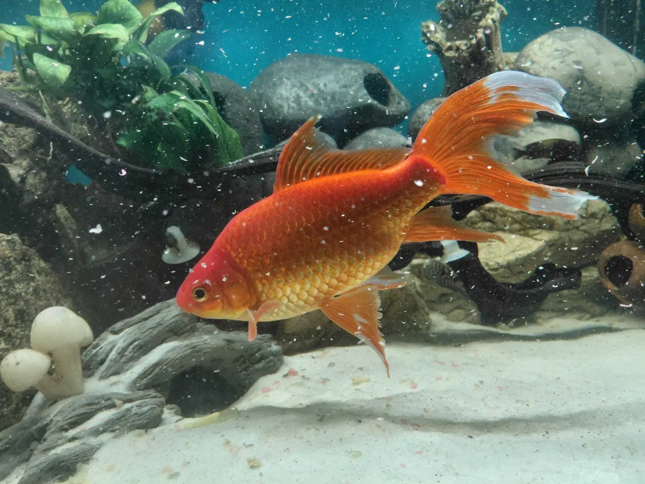 Billede 1 - guldfisk