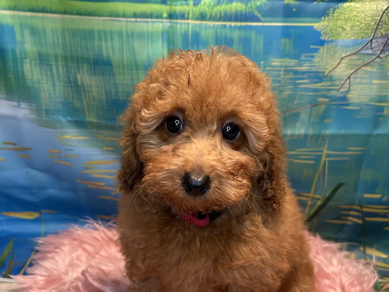 Billede 5 - 🐾✨ Skønne Maltipoo hvalpe klar juni !