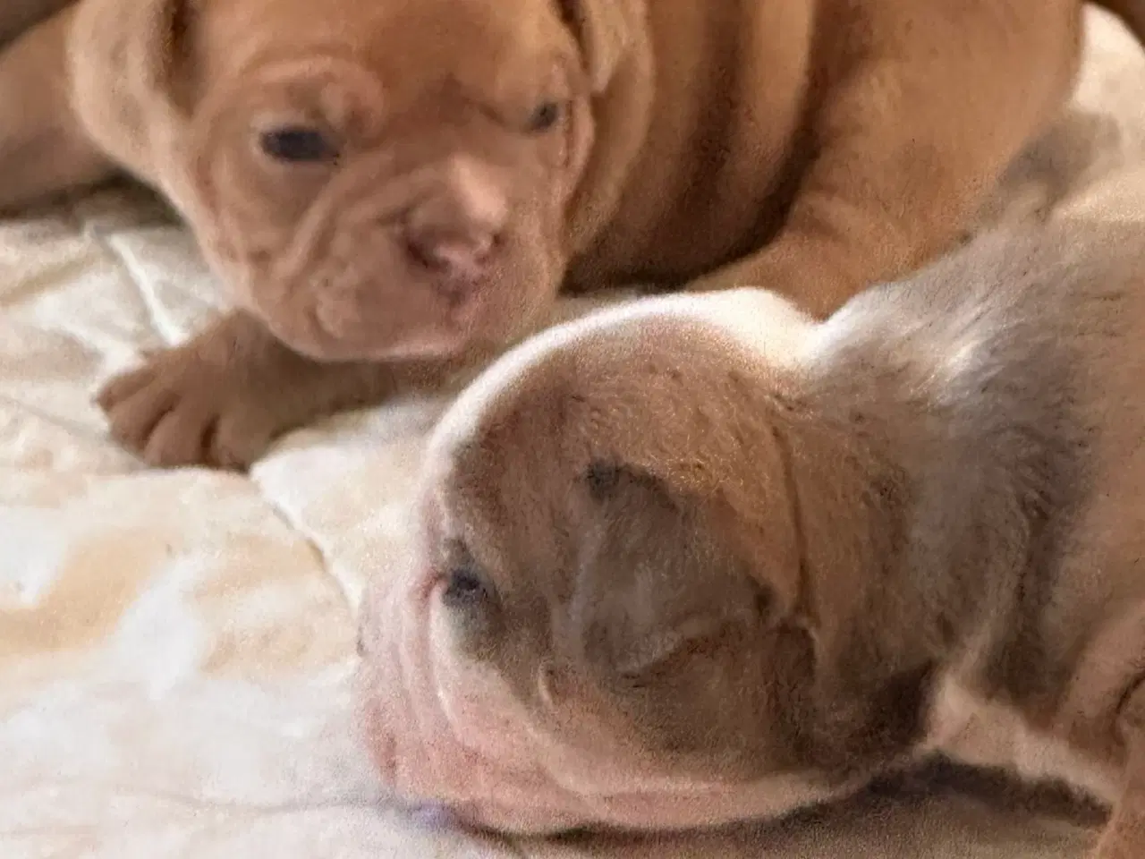 Billede 23 - English bulldog