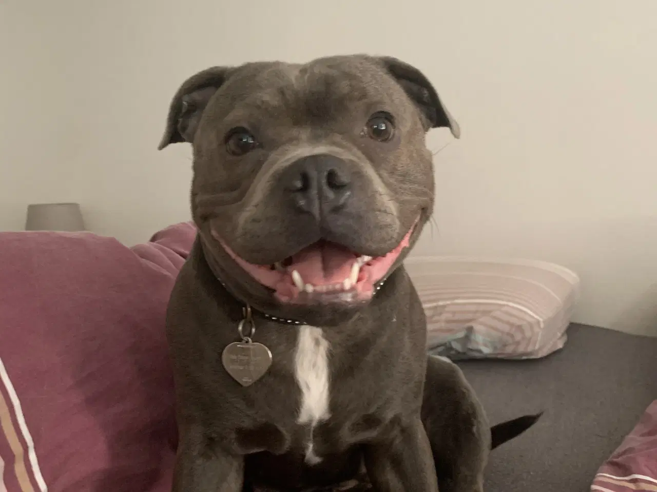 Billede 6 - Blå Staffy salgsklar fra d 13/2-26