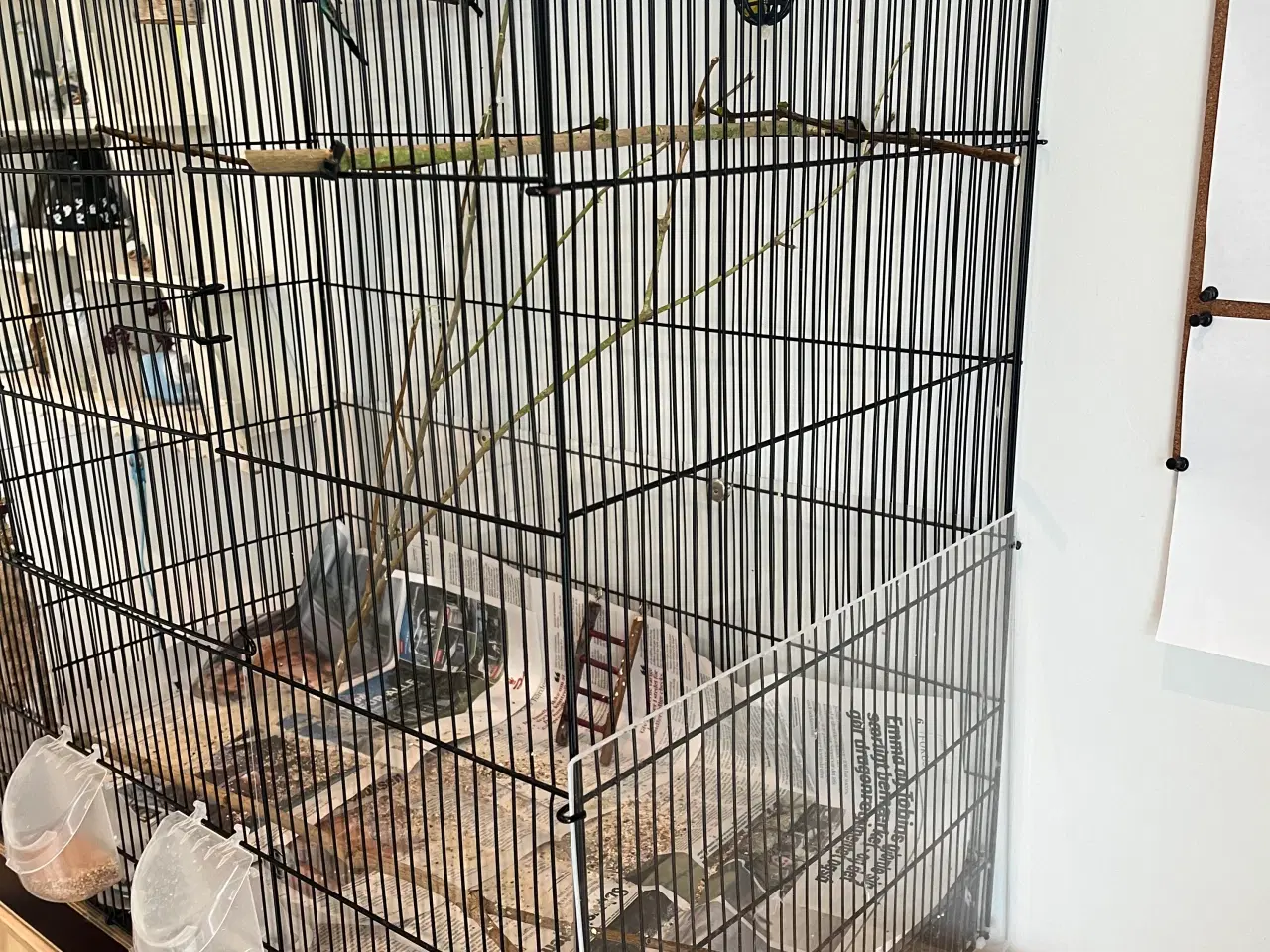 Billede 3 - Stort bur, tilbehør og 2 unge undulater