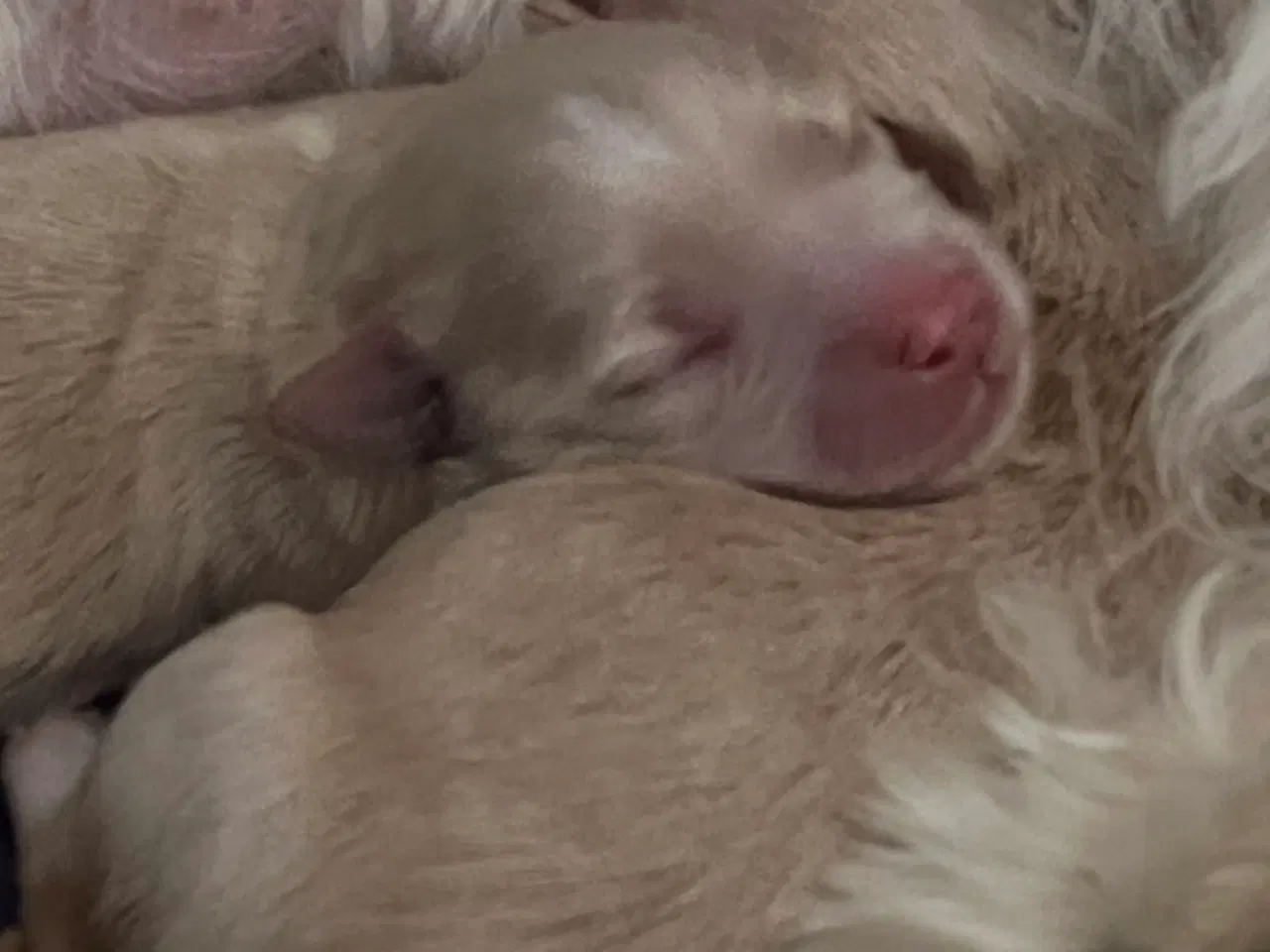 Billede 3 - Bichon Havanaiser 