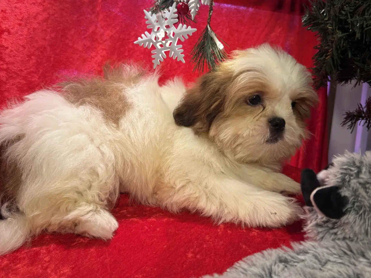 Billede 13 - Shih tzu-mor/ Coton de Tulear-far