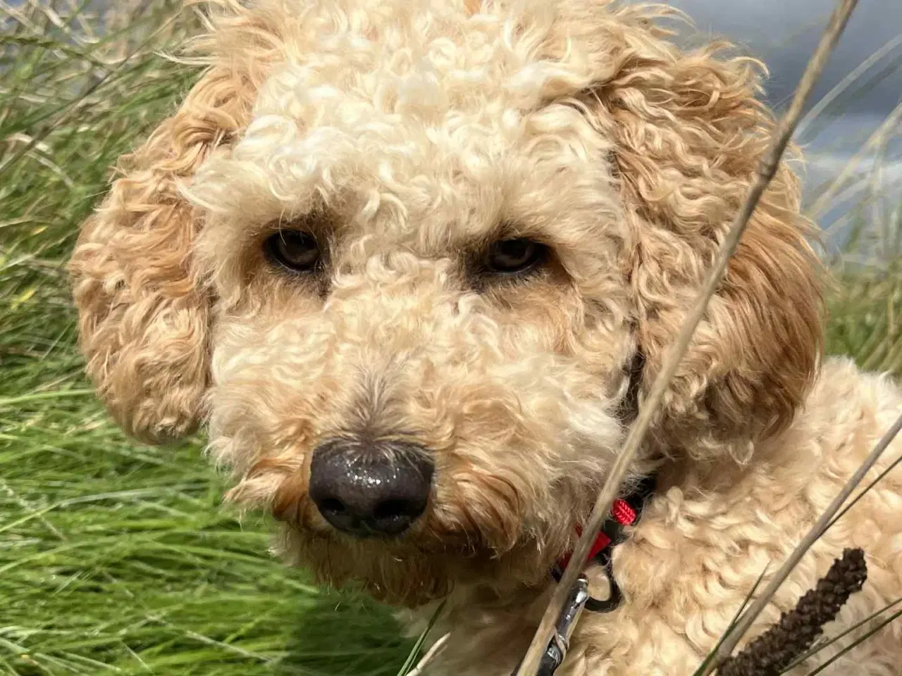 Billede 4 - skøn Maltipoo Max