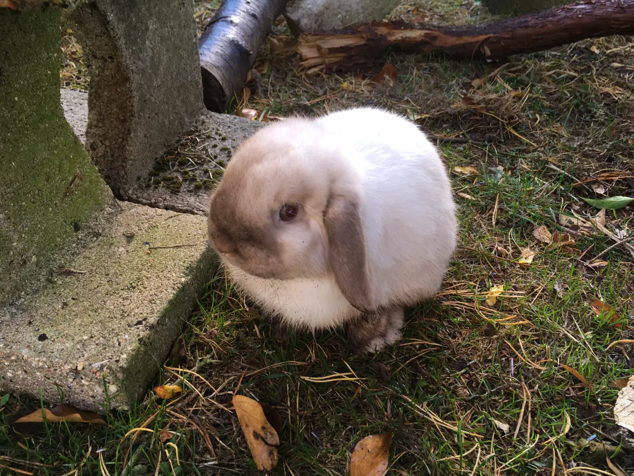 Billede 1 - Balder søger et kærligt hjem