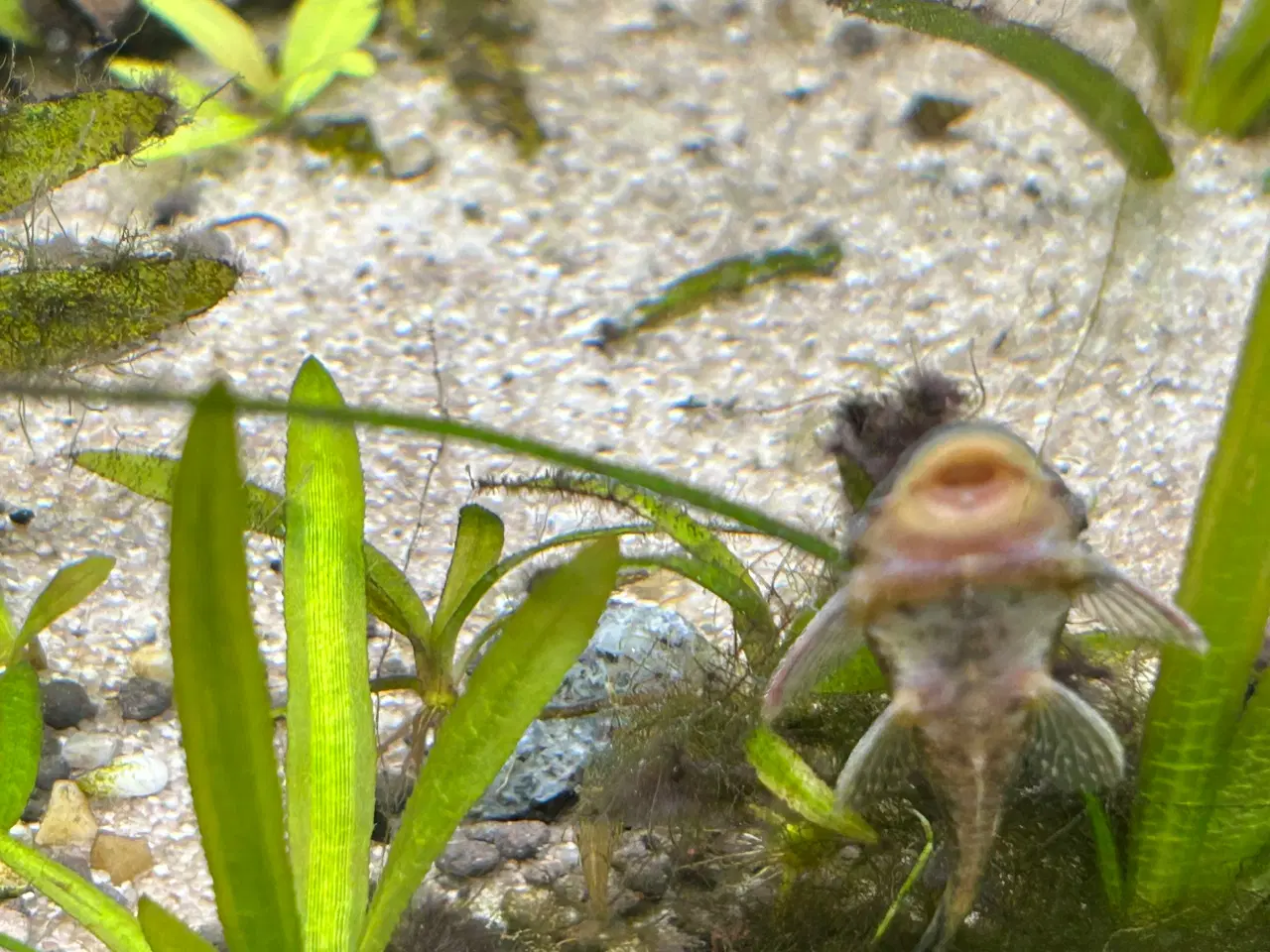 Billede 4 - 🐟 LDA16 Ancistrus maller – sunde og aktive 