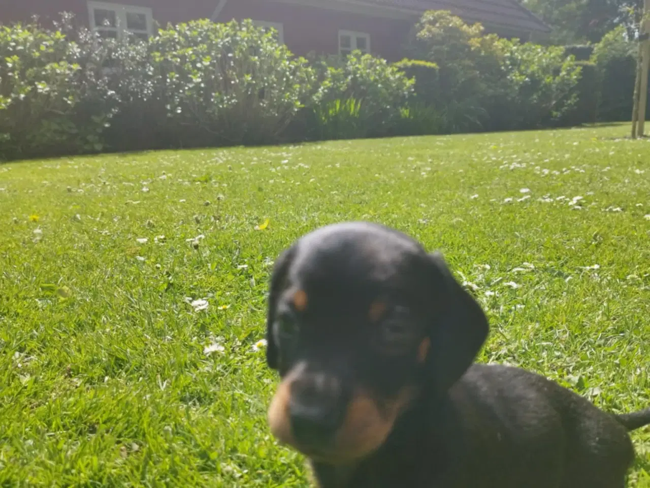 Billede 1 - Gravhunde hvalpe korthåret Black and Tan
