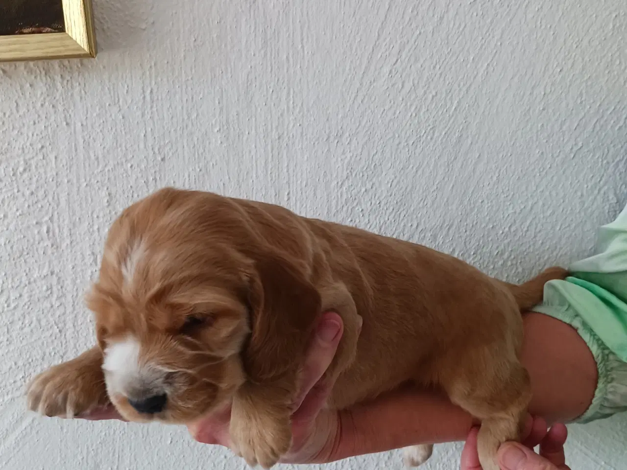 Billede 3 - Cocker spaniel hvalpe