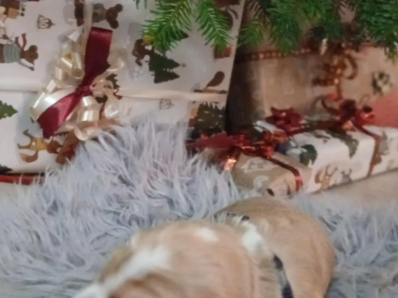 Billede 4 - Cocker Spaniel hvalpe sælges