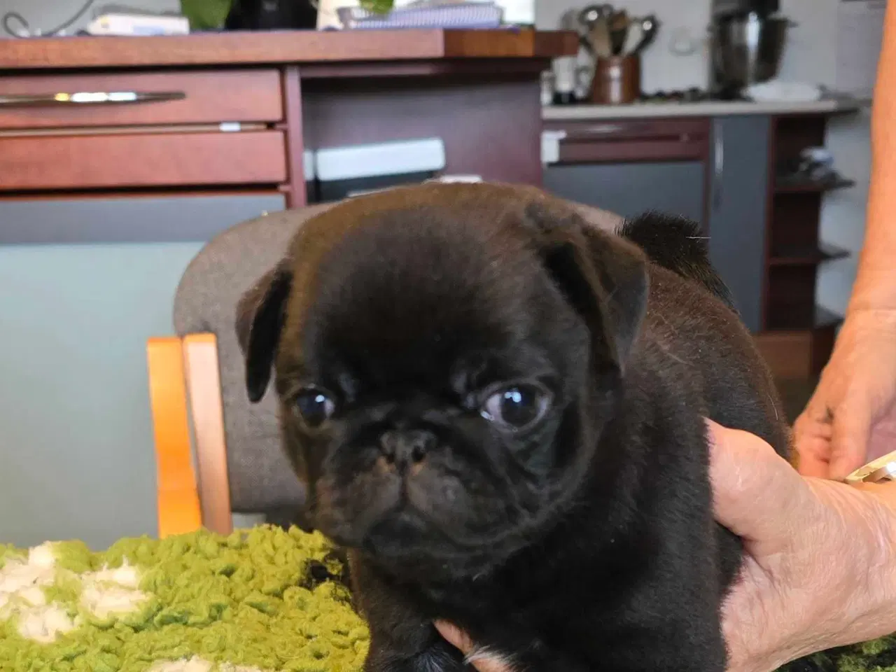 Billede 3 - Mops