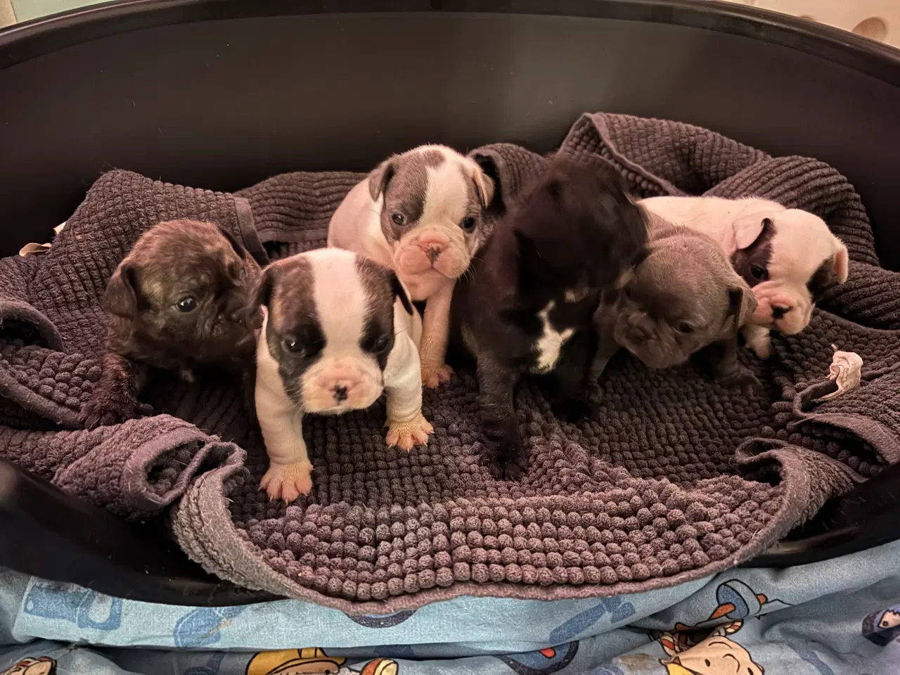 Billede 5 - Fransk Bulldog