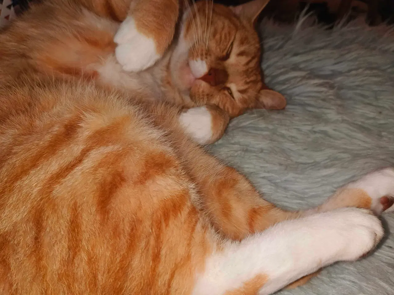 Billede 1 - Søger nyt indehjem sammen 