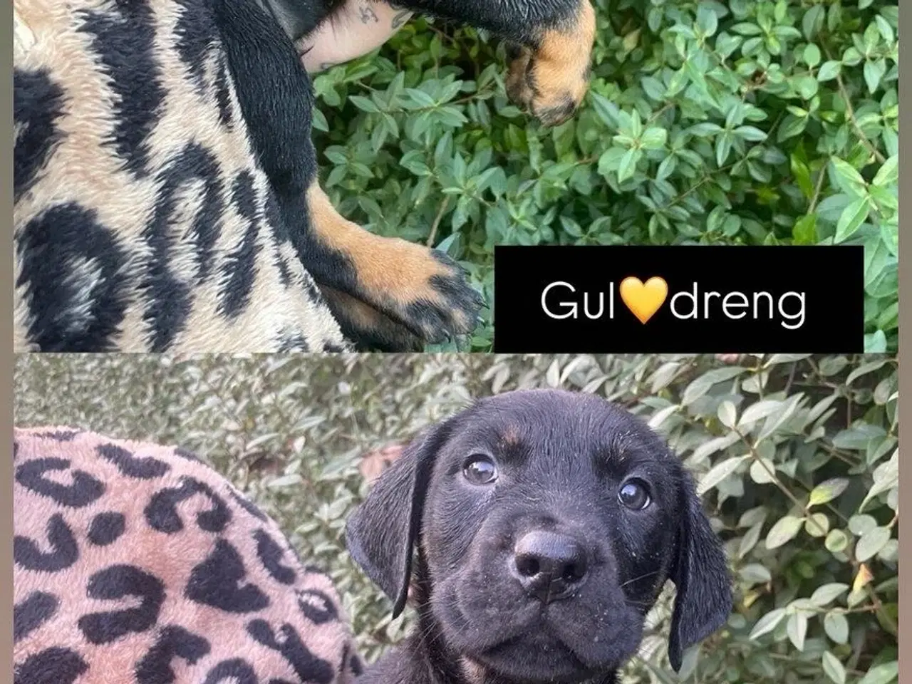 Billede 4 - Rottweiler blanding