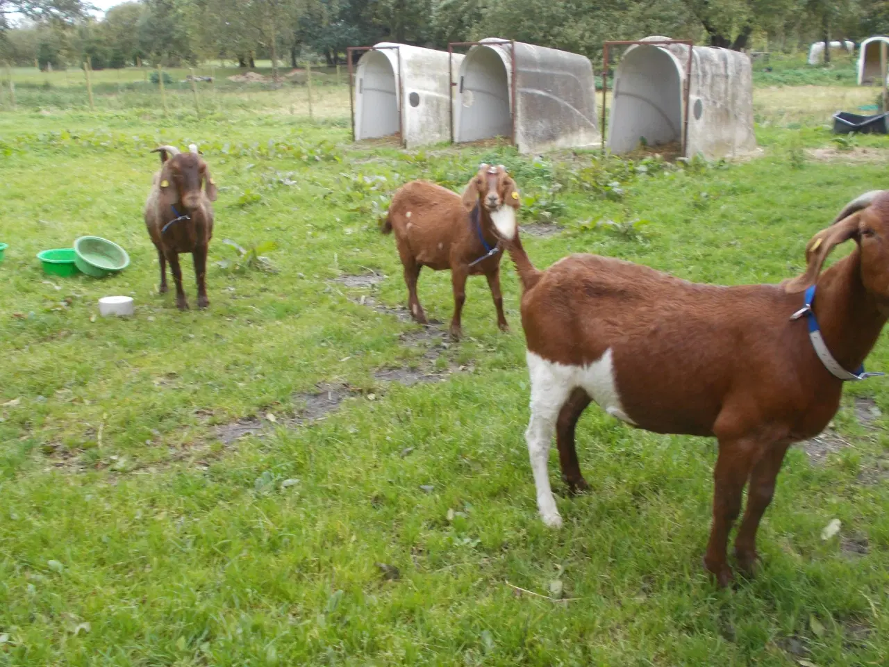 Billede 1 - boergeder