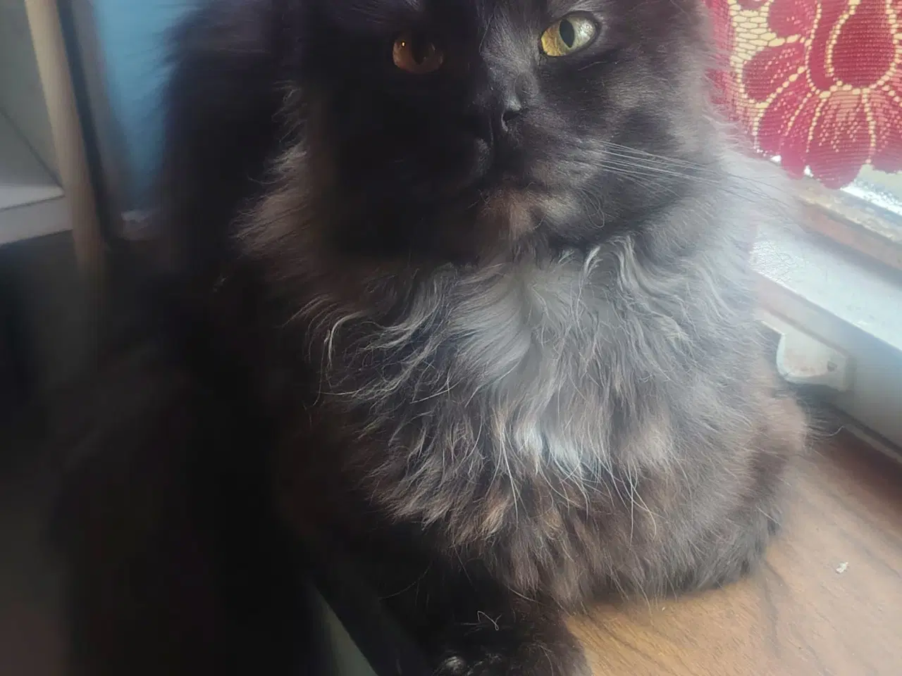 Billede 4 - Dexter tilbyder Parring