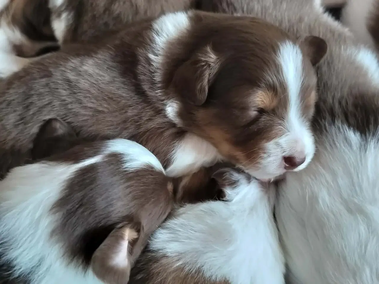 Billede 1 - Australian Shepherd DKK hvalpe
