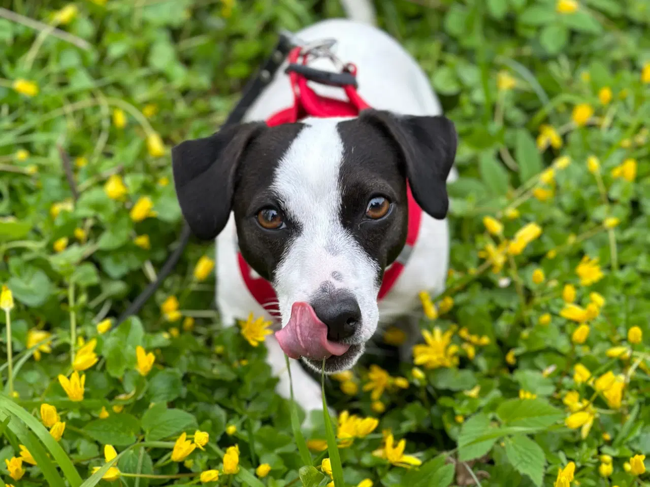 Billede 6 - Jack russel terrier korthåret hunhund