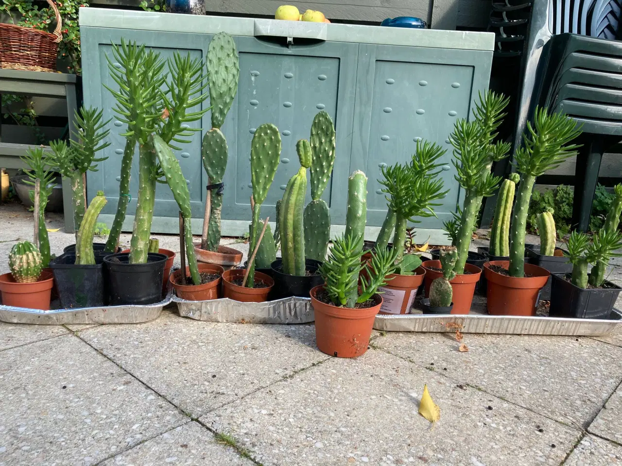 Billede 1 - kaktusser og sukkulenter