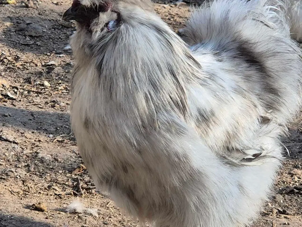 Billede 13 - Kyllinger silkehøns 