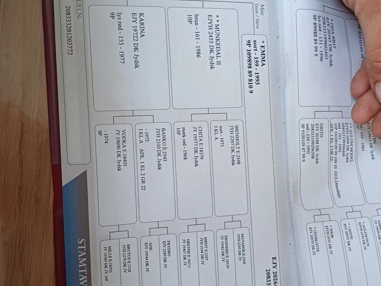 Billede 18 - 1 årig Jyskhest hingst sælges