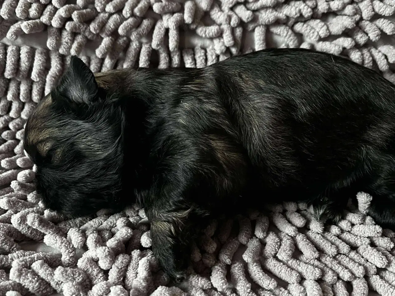 Billede 8 - Shih Tzu hvalpe