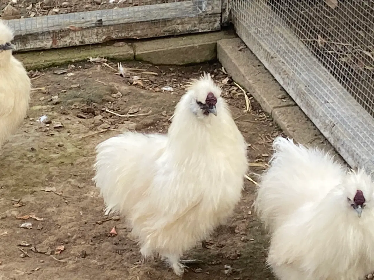 Billede 2 - Ren hvid dværgsilkehane 