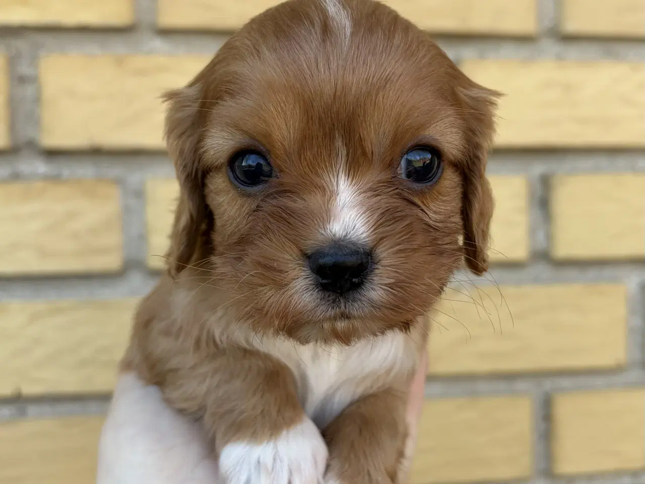 Billede 1 - Cavalier & Cocker Blanding
