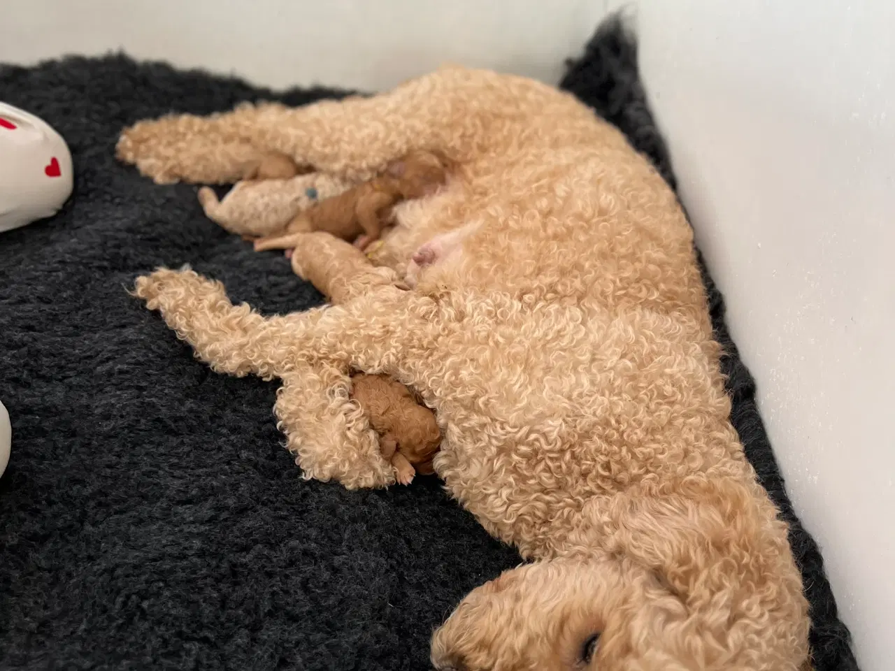 Billede 6 - Hundehvalpe Goldendoodle