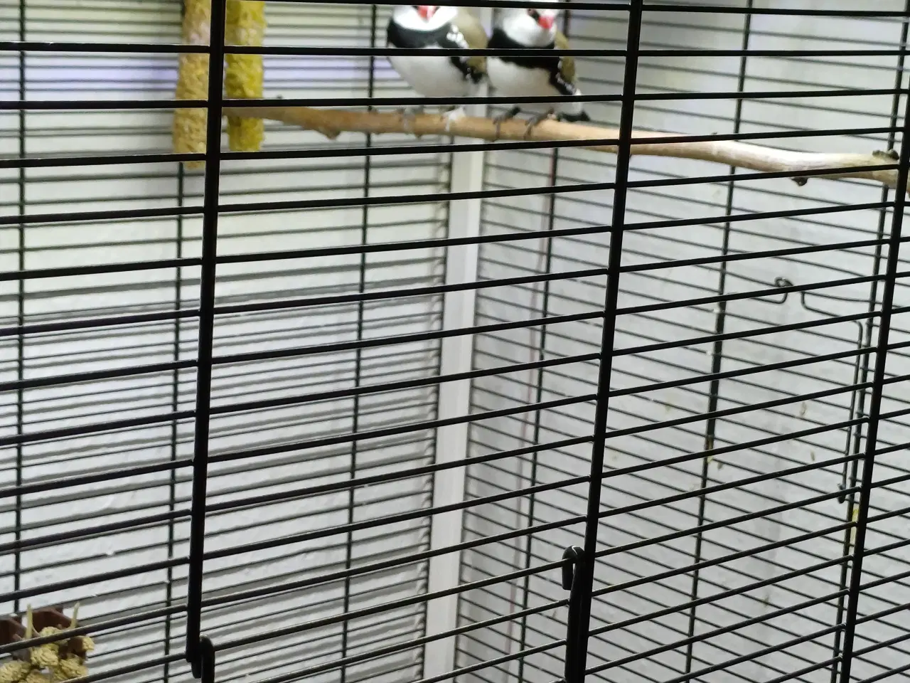 Billede 2 - Diamant finker 